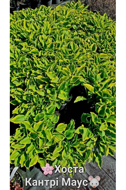 Хоста гібридна Кантрі Маус - 3л/вис.20-25см/Ø40-60см